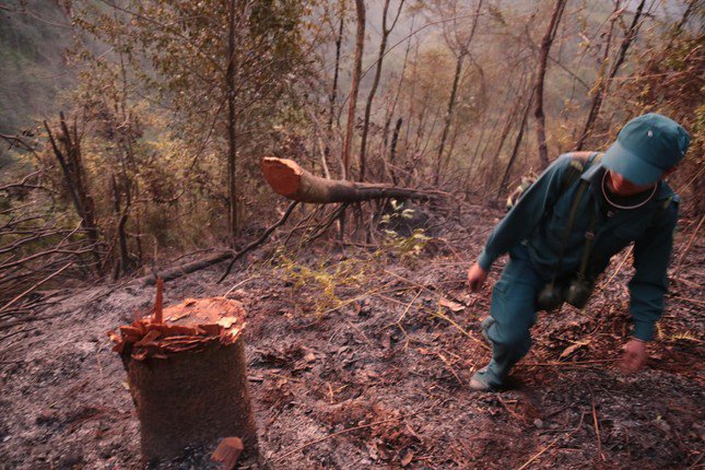 Gốc cây lớn với dấu tích mới bị chặt hạ Ảnh: Hân Nguyễn
