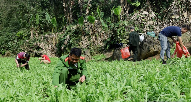 Lực lượng chức năng tiến hành phá nhổ số cây thuốc phiện trồng trái phép. Ảnh: H.T
