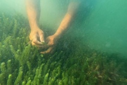 Thị trường - Tiêu dùng - Đặc sản như "thần dược", trồng cho thu hoạch nhanh, gần nửa triệu đồng/kg