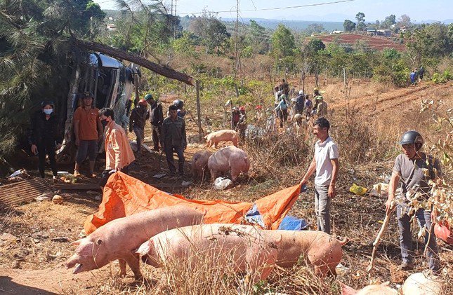 Người dân tới hỗ trợ, đưa số heo còn sống lên xe.