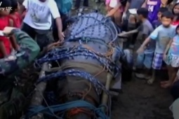 Thế giới - Cận cảnh con cá sấu nặng 1088kg, từng là ác mộng với người dân Philippines