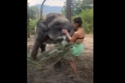 Phi thường - kỳ quặc - Clip: Cố tình tiếp cận voi rừng, cô gái nhận ngay trái đắng