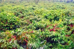 Thị trường - Tiêu dùng - Thứ gì Việt Nam xuất khẩu nhiều thứ 2 thế giới, dân nhiều nước ưa chuộng