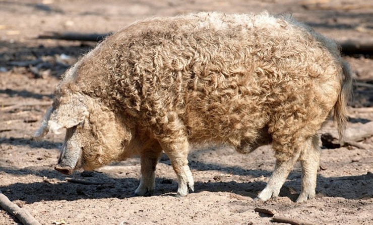 Những con lợn Mangalica có bộ lông xoăn trông giống cừu.