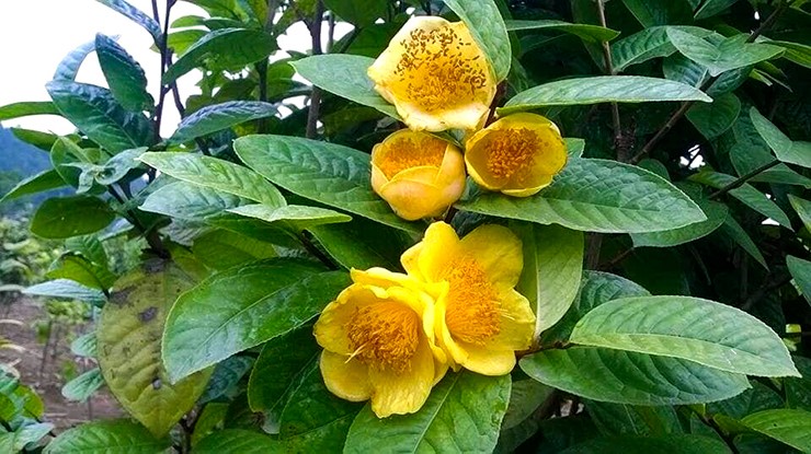 Trà hoa vàng là loài thực vật cổ, cực kỳ quý hiếm. Năm 1984, trà hoa vàng được Trung Quốc đưa vào danh sách thực vật được bảo vệ cấp độ I quốc gia cùng với nhân sâm, ngân sam...
