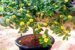 Thị trường - Tiêu dùng - Loại cây có hoa được ví như "vàng mười", giá 850.000 đồng/kg, giờ trồng đại trà như cây cảnh