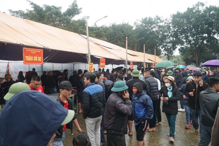 Theo quan niệm, trâu chọi sau khi được tế Thành hoàng làng sẽ mang đến sức khỏe, may mắn cả năm.