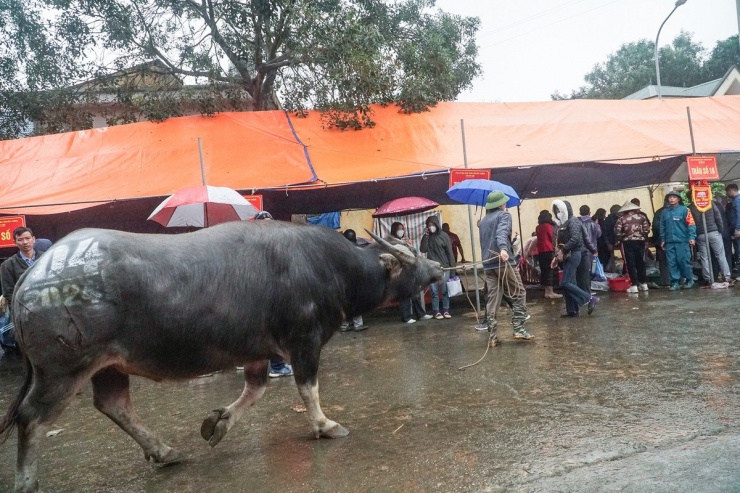 Hình ảnh một con trâu thua cuộc được dắt ra khỏi sới đi thẳng vào lò mổ.