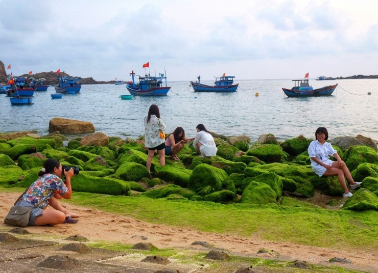 Ông Nguyễn Ngọc Nam, Phó Chủ tịch UBND xã Nhơn Hải (TP Quy Nhơn), cho biết mùa rêu trên bãi đá là khởi đầu cho mùa du lịch hè ở Nhơn Hải. Từ đây cho tới hết tháng 7, tháng 8, lượng khách du lịch tới địa phương rất đông. Để giữ gìn cho bờ biển sạch, xã đã giao các đơn vị thu gom rác thường xuyên trên biển, đồng thời tuyên truyền để các hộ kinh doanh giữ gìn vệ sinh môi trường, không chèo kéo du khách. Ảnh: ĐN