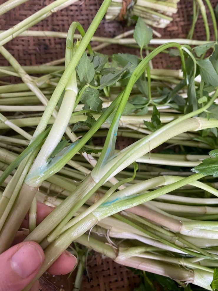 Không nên chọn rau cần có thân to, ngó rau trắng ngần. Ảnh minh họa: HẠ QUYÊN