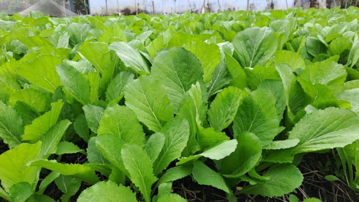 Rau rẻ nhưng đừng chọn những kiểu rau này để ăn