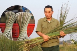 Lão nông trồng cỏ làm ống hút thay thế lúa nước