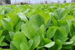 Ẩm thực - Rau rẻ nhưng đừng chọn những kiểu rau này để ăn