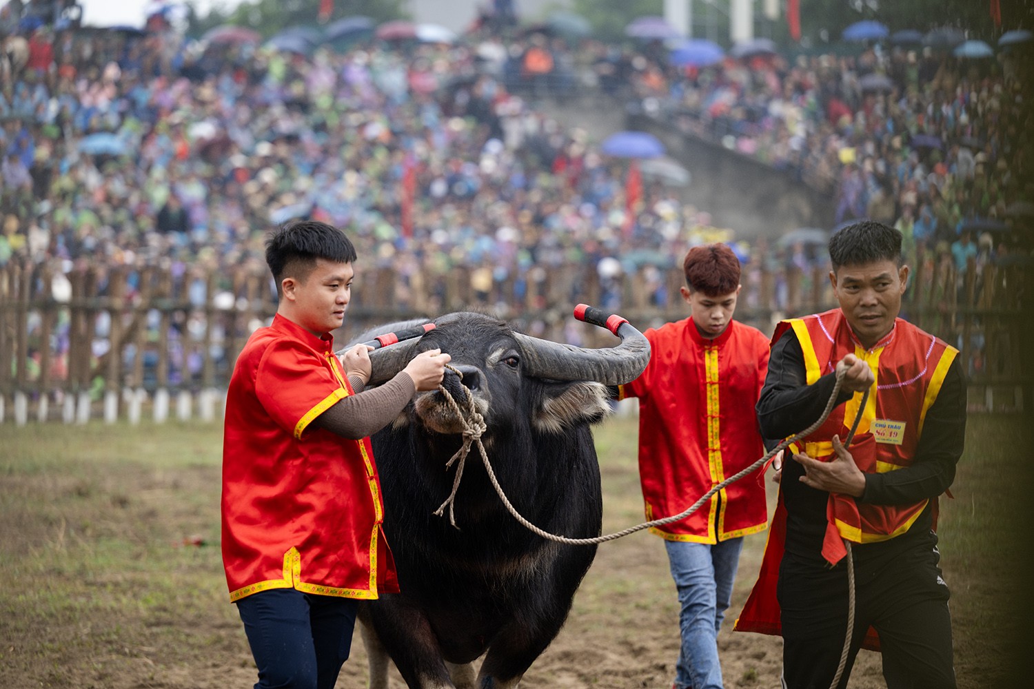  Tất cả các con trâu dù thắng hay thua đều sẽ được giết thịt để tế Thành hoàng làng và phục vụ nhu cầu của người dân và du khách.