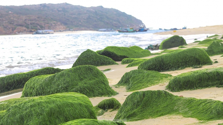 Khi thủy triều rút làm lộ những phiến đá hóa thảm rêu xanh mướt, đẹp lung linh trong ánh bình minh ở Nhơn Hải. Ảnh: Trương Định