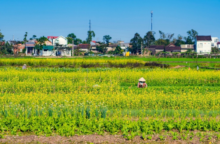 Cứ đến thời gian này, các vườn hoa cải ở La Chữ lại nở rộ, thắm sắc vàng cả một vùng trời.