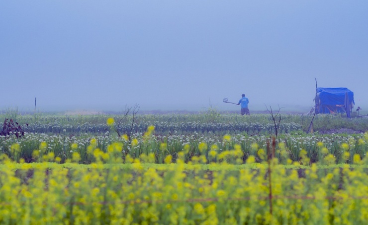 La Chữ bình yên mùa hoa cải.