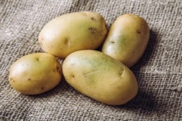 Ẩm thực - Khoai tây mọc mầm cực độc, nếu chỉ chuyển màu xanh có ăn được không?