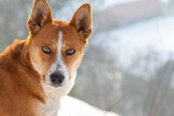 Media - Lundehund: Loài chó săn kỳ lạ có tới 6 ngón chân
