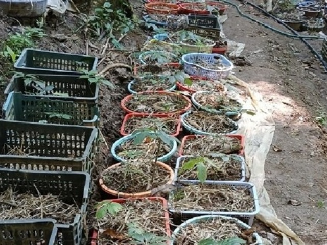 Tin tức trong ngày - Hơn 800 cây sâm Ngọc Linh nhiều năm tuổi bị nhổ trộm