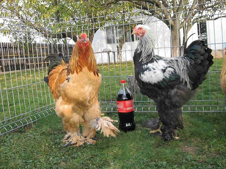 Giống gà khổng lồ Brahma được coi là "Vua của các loại gà" vì trọng lượng siêu khủng của nó. Khi so sánh với một chai nước 1,5L, có thể thấy gà Brahma cao gấp đôi.
