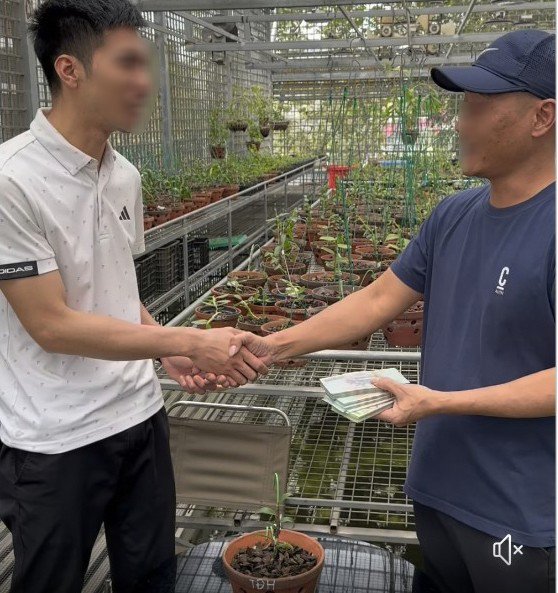 Một giao dịch lan var Tuyết Đỉnh Hồng được chia sẻ trên mạng xã hội.