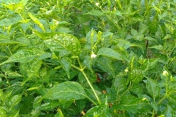 Thị trường - Tiêu dùng - Loại quả mọc hoang bờ bụi ở Việt Nam nay bán gần 1 triệu/kg, cứ đến Tết là "cháy" hàng