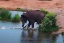 Phi thường - kỳ quặc - Cá sấu ngoi lên bờ tấn công, cắn chân voi và cái kết bất ngờ