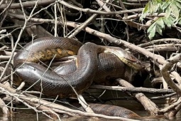 Media - Loài trăn khủng bậc nhất thế giới được phát hiện trong rừng Amazon