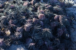 Loài nhìn kỳ dị được ví như "nhân sâm của biển cả", ở Việt Nam nhiều người tìm mua