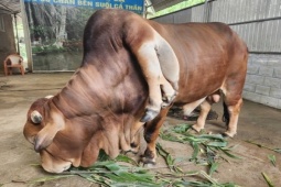 Tin tức trong ngày - Độc lạ bò 6 chân, 2 đuôi bên cạnh suối cá thần