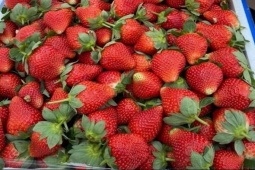 Thị trường - Tiêu dùng - Dâu tây vào vụ "nhuộm đỏ" khắp các chợ, làm sao phân biệt được với hàng Trung Quốc?