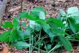 An ninh - Xã hội - Công an điều tra vụ trộm hơn 800 cây sâm Ngọc Linh trong Tết