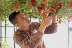 Bạn trẻ - Cuộc sống - Khu vườn trĩu quả trên sân thượng tầng 8