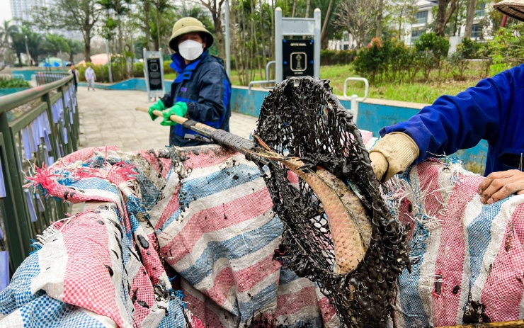 Chiều 28-2, nhiều công nhân vệ sinh môi trường được huy động đến dọn dẹp vệ sinh, vớt cá chết nổi trên mặt nước