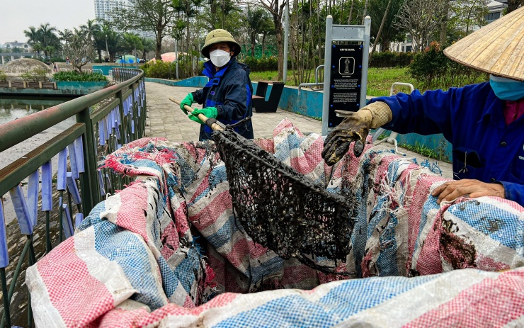 Tuy nhiên, khi công nhân môi trường sử dụng vợt lưới để thu gom cá chết thì có chất lạ màu đen dính vào, gây khó khăn cho quá trình dọn dẹp vệ sinh