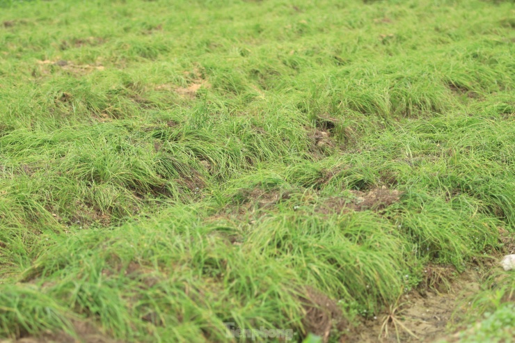 Đầu vụ giá cao gấp 3 bình thường, người dân hối hả thu hoạch 'đặc sản xứ Nghệ' - 3