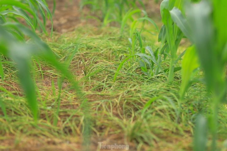 Không chỉ trồng thành từng ruộng lớn riêng, nhiều người dân ở xã Nghi Thuận còn trồng hành xen lẫn với ngô. Khi ngô lớn, hành tăm cũng đã được thu hoạch bán. Hành tăm ở đây có chất lượng khác hẳn so với những nơi khác, củ hành to tròn, nhiều tinh dầu và rất thơm nên được khách ưa chuộng.