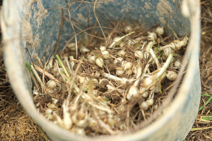 Đầu vụ giá cao gấp 3 bình thường, người dân hối hả thu hoạch 'đặc sản xứ Nghệ' - 12