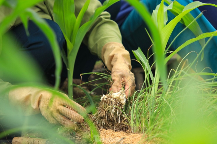 “Hành phải nhổ thủ công từng bụi hành rồi nhặt từng củ còn mắc kẹt ở dưới đất lên, khá mất thời gian. Mấy hôm nay, ngày nào vợ chồng tôi cũng dậy từ lúc 5h sáng ra ruộng thu hoạch đến tận trưa rồi chiều thu hoạch đến tối để kịp bán cho thương lái cho được giá”, anh Hồng nói.
