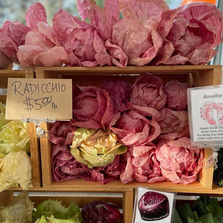 Rau diếp hồng hay xà lách hồng là loại rau từng "làm mưa làm gió" trên khắp mạng xã hội vì vẻ ngoài dễ thương của nó.
