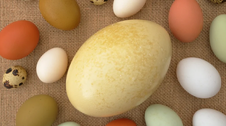 10 sự thật thú vị về trứng đà điểu - 1