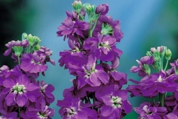 Kinh doanh - Cổ phiếu ngân hàng vốn hóa lớn nhất thị thường tăng "bốc đầu": Đà tăng có tiếp diễn?