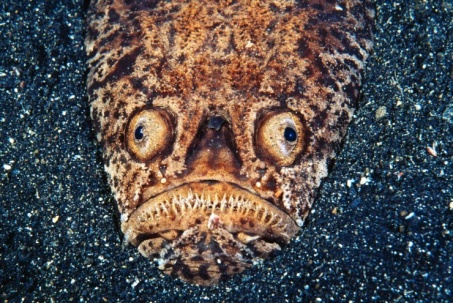Cá "chiêm tinh" có ngoại hình quái dị, tung đòn diệt con mồi nhanh như tia chớp