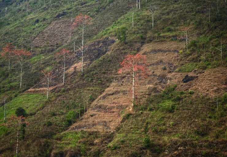 Muôn hoa khoe sắc ở Hà Giang - 8