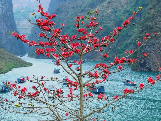 Muôn hoa khoe sắc ở Hà Giang