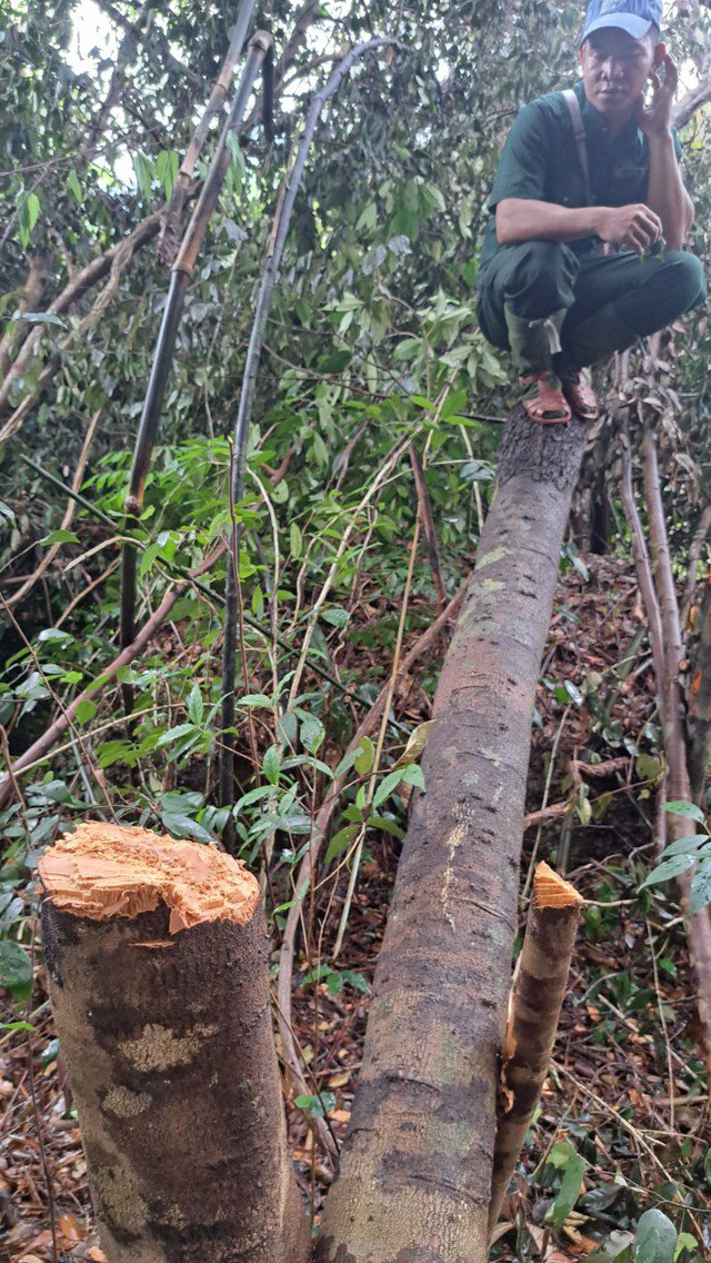 Khởi tố vụ hủy hoại rừng để làm đường dây thủy điện Tr&#39;Hy ở Quảng Nam - 5
