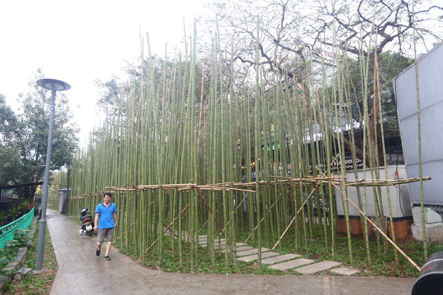 Theo UBND quận Ba Đình, việc trồng trúc ven hồ Trúc Bạch nhằm khơi gợi lại hình ảnh những rặng trúc ven hồ xưa kia, mang đến một địa điểm thú vị cho người dân và du khách. Ảnh: Duy Phạm