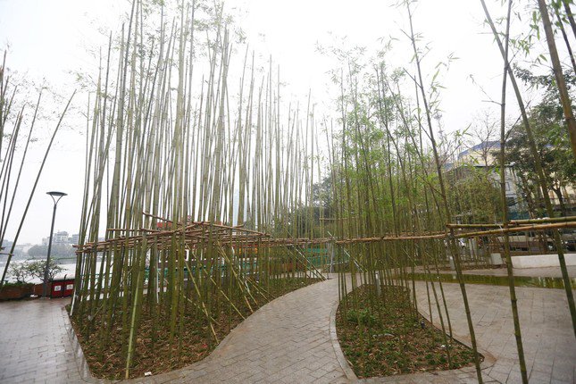Hàng nghìn cây trúc được trồng ven hồ Trúc Bạch, đoạn giáp giữa đường Trấn Vũ với đường Thanh Niên. Ảnh: Duy Phạm