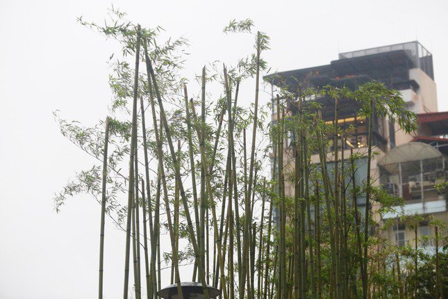 Lý do hàng nghìn cây trúc được trồng ven hồ Trúc Bạch ở Hà Nội - 4